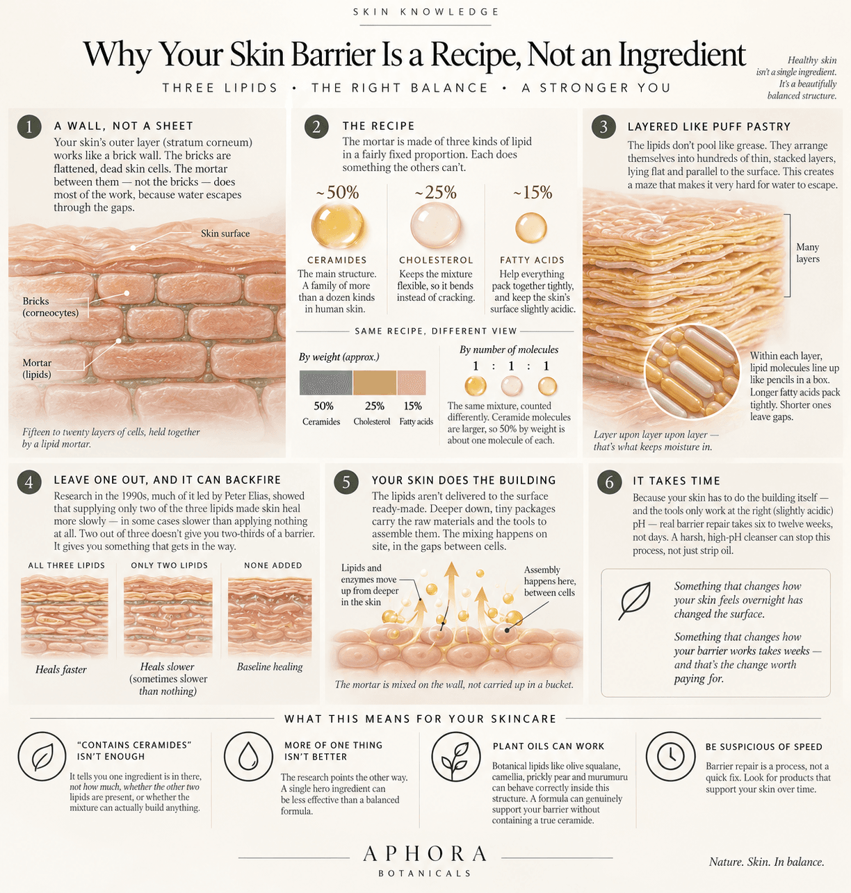 An illustrated guide to the skin barrier: the brick wall of skin cells held in a lipid mortar, the recipe of roughly 50% ceramides, 25% cholesterol and 15% fatty acids shown by weight and by molecule, the lipids stacked in layers like puff pastry, and why supplying only two of the three can slow healing.